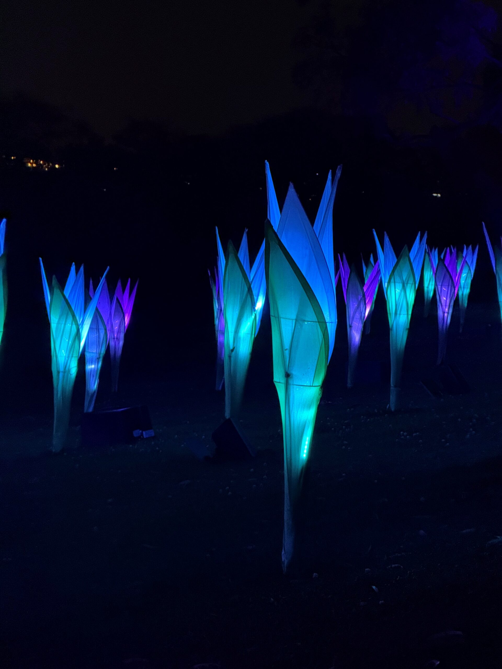 Illuminated flowers glowing in blue and purple light at night.